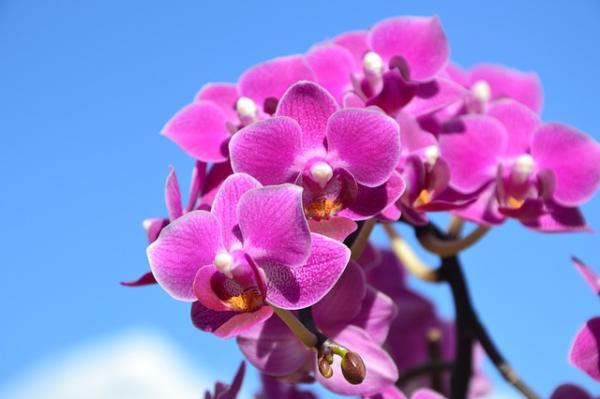 orkide-bakımı-nasıl-yapılır