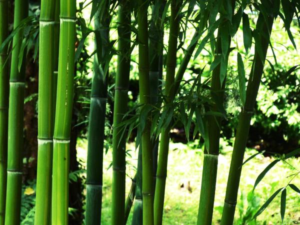 en-cok-bilinen -bambu-türleri